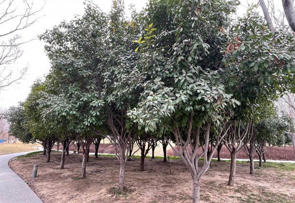 常用道路绿化植物种类