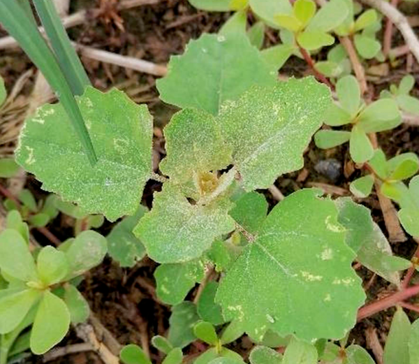 农村常见的野菜图片及名称