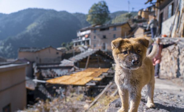 最适合看家和护主的犬类