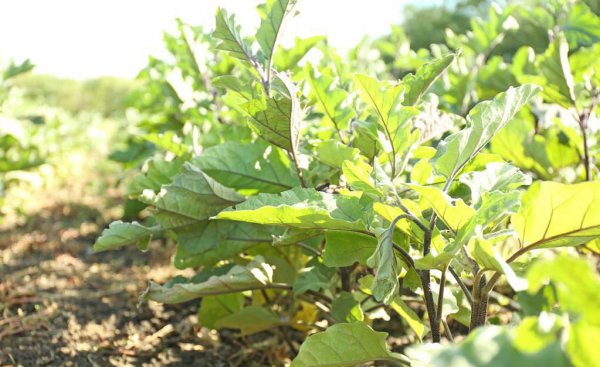 茄子种植间距和行距多少合适