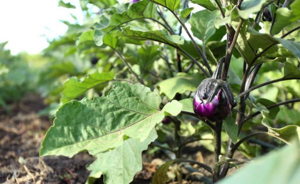 茄子种植间距和行距多少合适