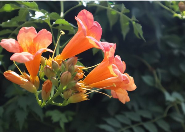 炮仗花和凌霄花的区别图片