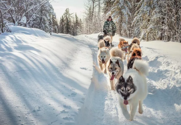 雪橇犬有几种品种