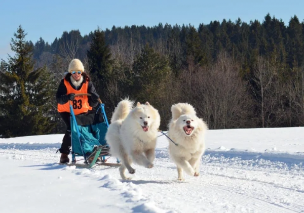 雪橇犬有几种品种