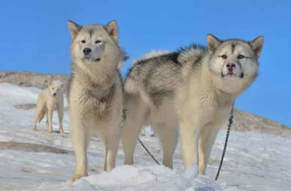 雪橇犬有几种品种