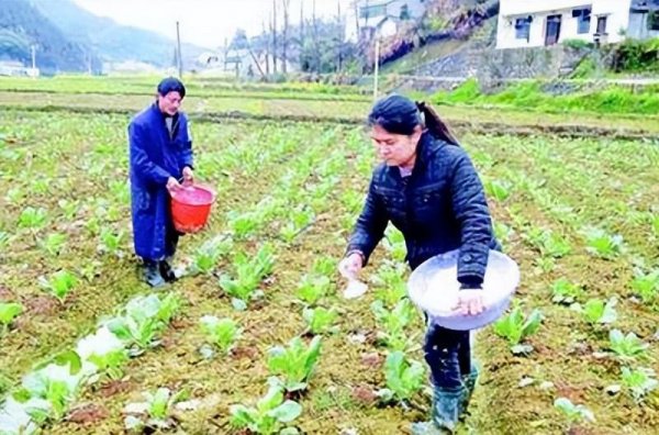 生菜苦是什么原因造成的