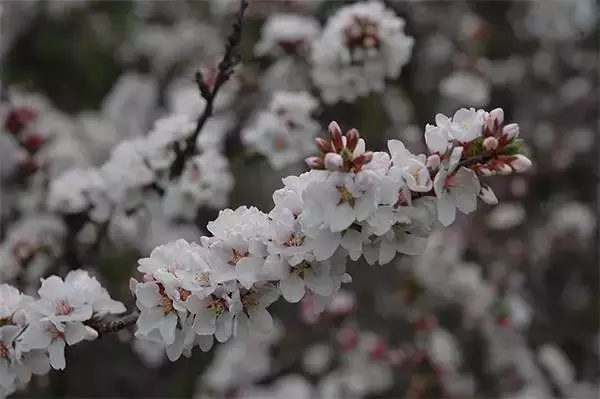 樱花是樱桃树开的花吗