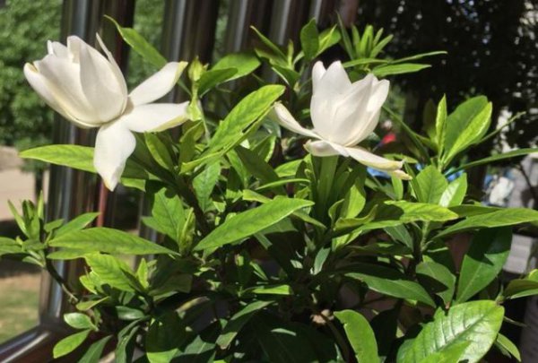 栀子花有花苞不开花是怎么回事