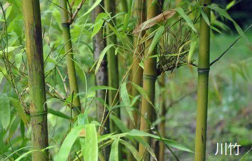 熊猫喜欢吃什么食物