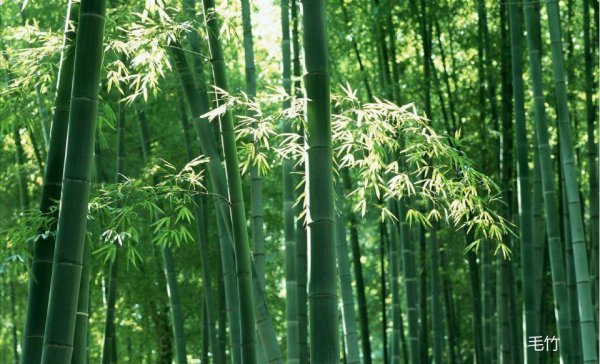 熊猫喜欢吃什么食物