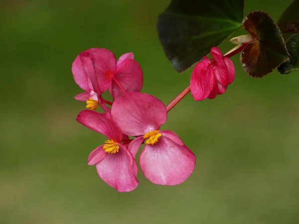 十二星座的守护花分别是什么花