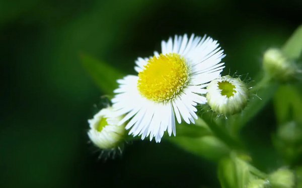 十二星座的守护花分别是什么花