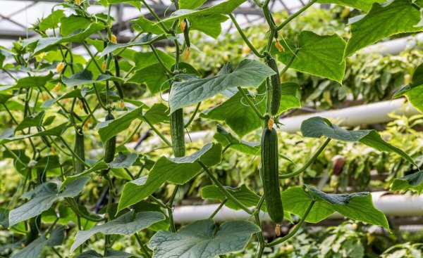 6月种什么菜蔬菜最合适