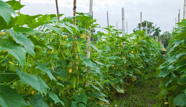 6月种什么菜蔬菜最合适