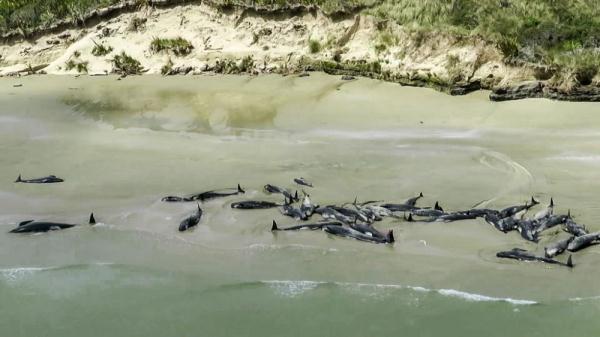 领航鲸搁浅死亡是怎么回事