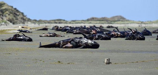 领航鲸搁浅死亡是怎么回事