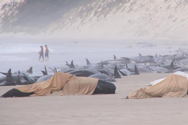 领航鲸搁浅死亡是怎么回事