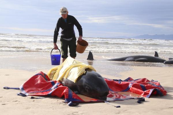 领航鲸搁浅死亡是怎么回事