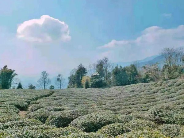 蒙顶甘露属于什么档次的茶