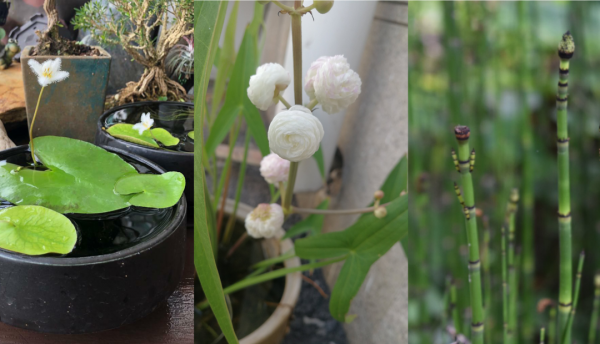 水生盆栽植物品种名称及图片