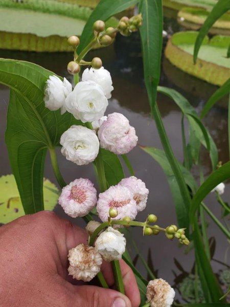 水生盆栽植物品种名称及图片