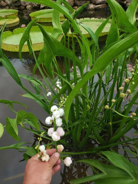 水生盆栽植物品种名称及图片