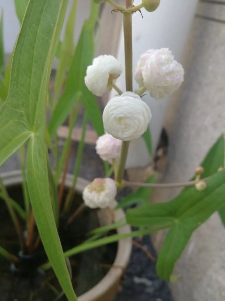 水生盆栽植物品种名称及图片