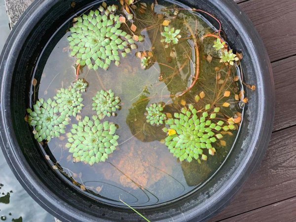 水生盆栽植物品种名称及图片