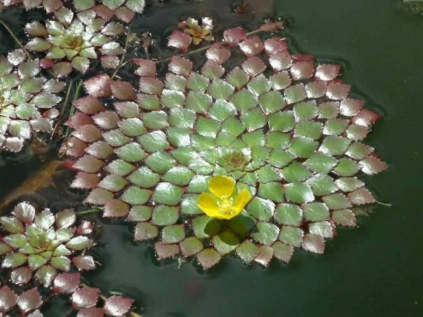 水生盆栽植物品种名称及图片