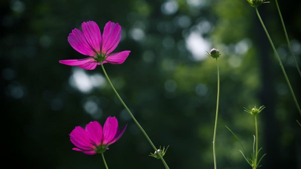 波斯菊什么时候播种最好