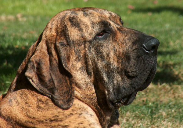 世界十大最危险猛犬排名