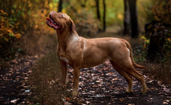 世界十大最危险猛犬排名