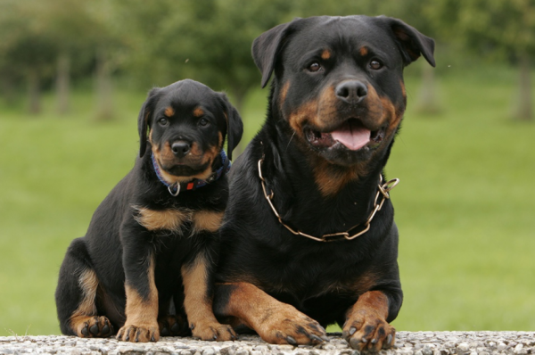 世界十大最危险猛犬排名