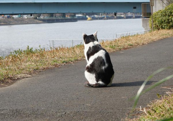 猫咪自闭症的表现和症状