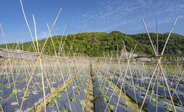 黄瓜施肥时间及方法