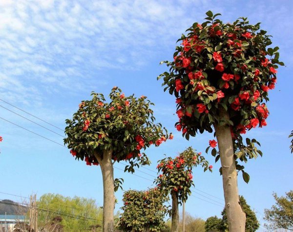 茶花叶子尖发黑枯萎像烧焦怎么办