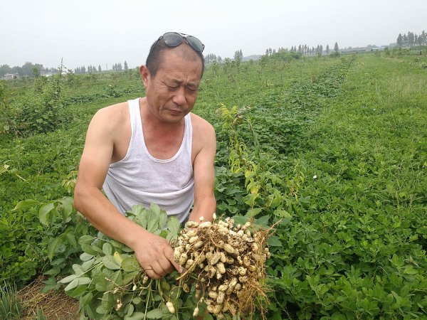 花生施什么肥料最好高产