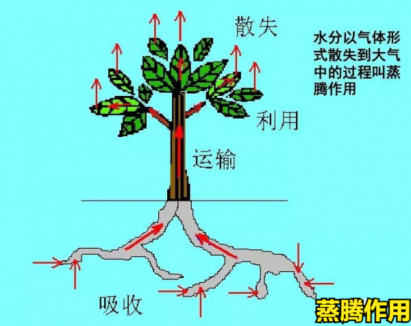 什么时候种树成活率高一点