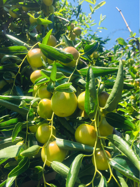 院子里栽什么树最好风水