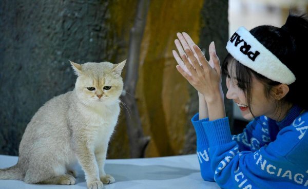 养猫后家里味道太大怎么处理