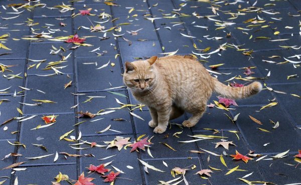 养猫后家里味道太大怎么处理