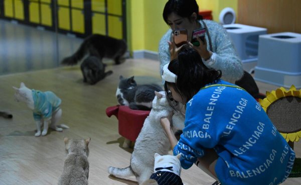 养猫后家里味道太大怎么处理