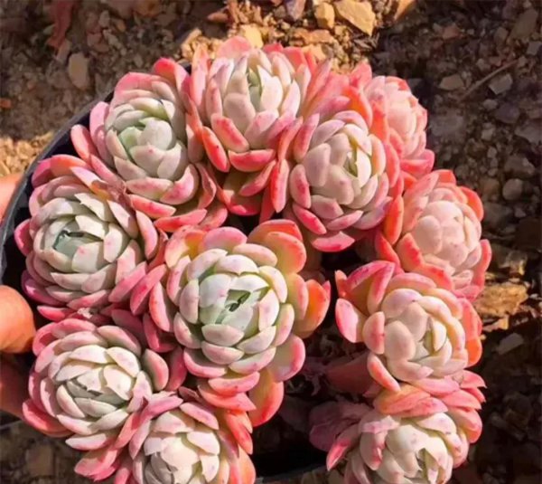 好看的多肉植物排行榜