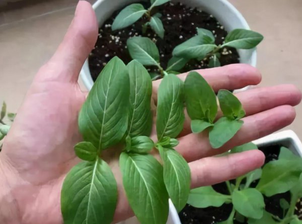 植物打顶是什么意思