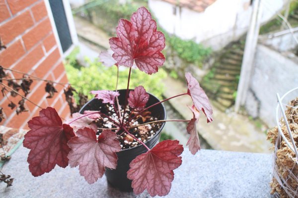 室外背阴的地方种什么植物