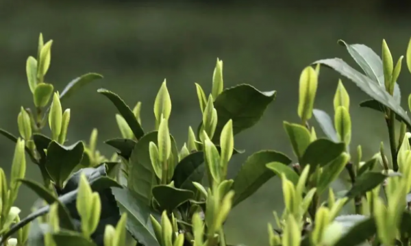 哪里红茶最好喝被誉为绝品