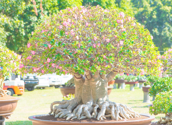 室内养不死的植物排名图片