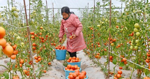 自制酵素肥料制作方法