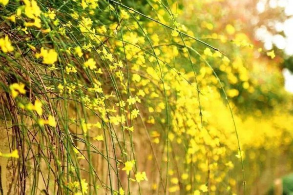 迎春花长什么样子图片