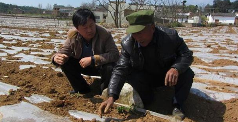 种土豆用透明膜还是黑地膜好